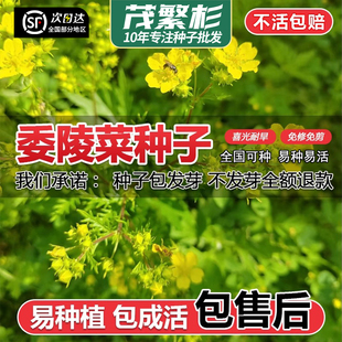 委陵菜种籽白头翁种子蛤蟆草种子庭院多年生景观地被植物耐寒耐阴