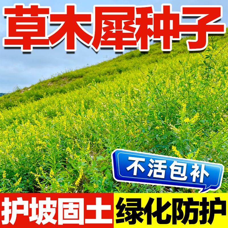 草木犀种子高产牧草绿肥饲用兼用蜜源植物耐寒边坡绿化工程草种籽