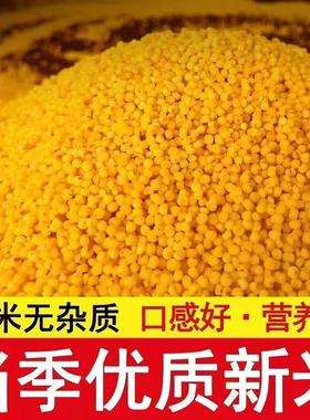 2025年黄小米新米煮粥农家月子正宗黄小米食堂饭店商用批发