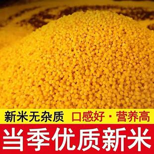 2025年黄小米新米煮粥农家月子正宗黄小米食堂饭店商用批发