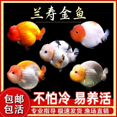 包活兰寿金鱼精品鱼苗观赏鱼