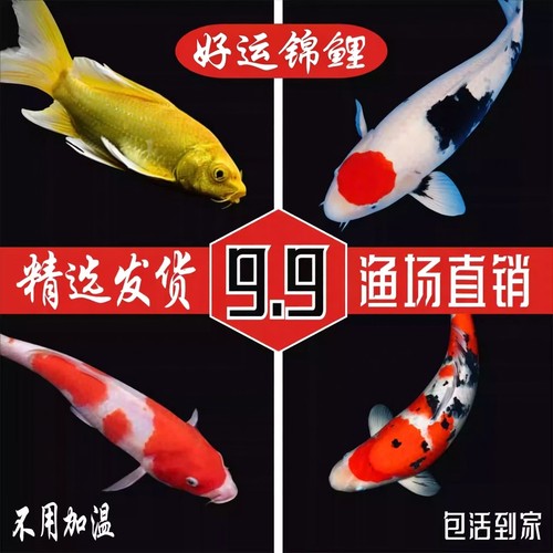 纯种锦鲤冷水淡水鱼无需加温好养