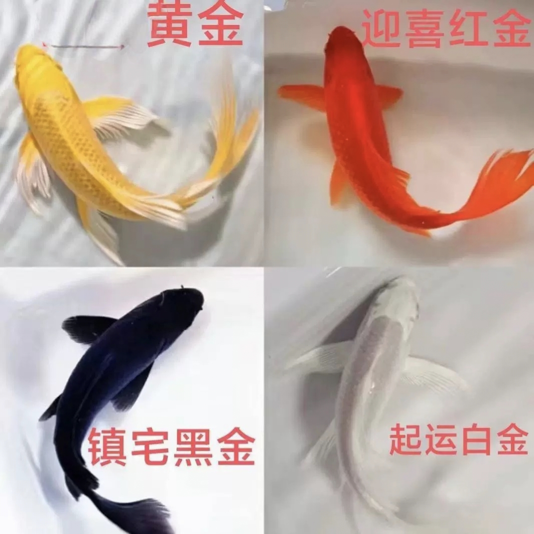 纯种四色锦鲤鱼活体黄金黑金锦鲤