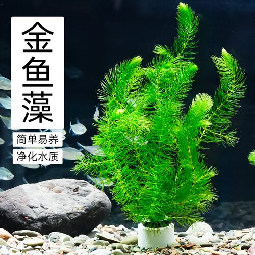 水草淡水水族箱鱼缸造景