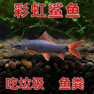 彩虹鲨鱼除绿褐藻鱼缸除藻鱼清洁鱼金苔鼠鱼包邮活体工具鱼