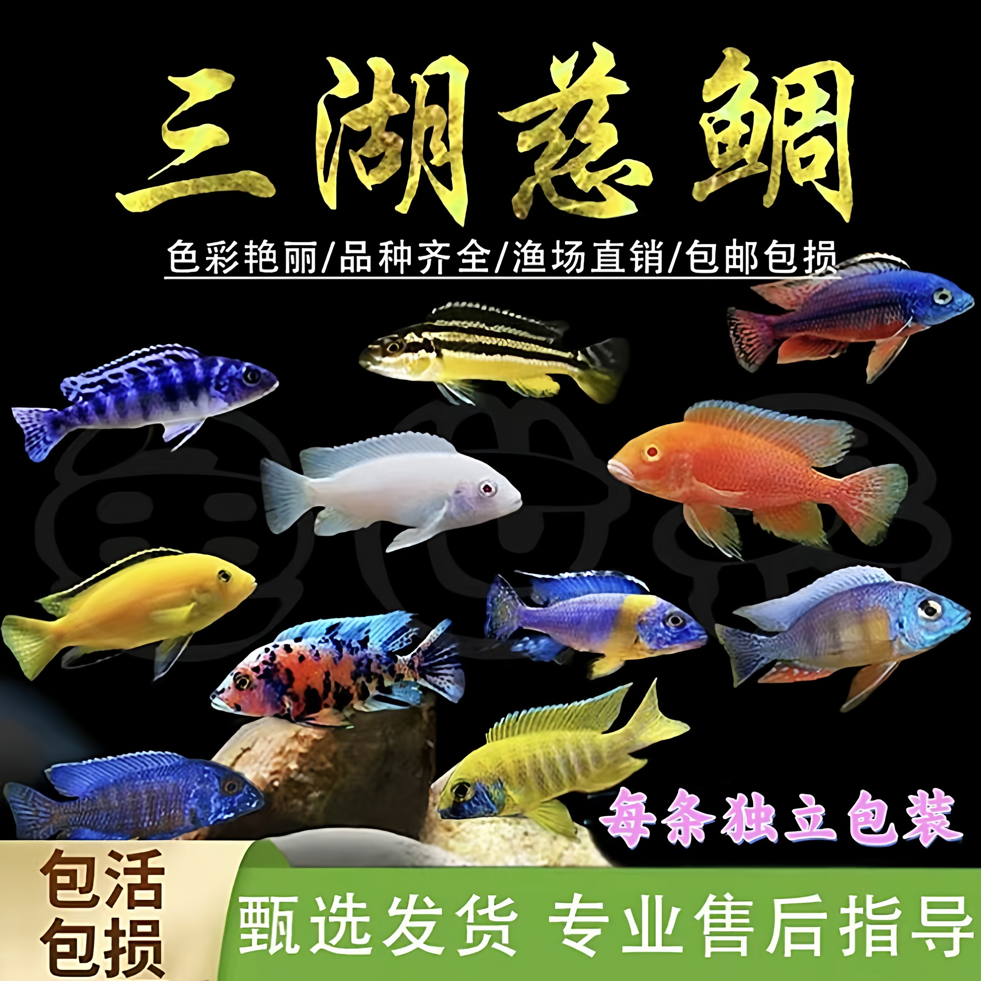 三湖慈鲷鱼杂雕鱼马雕坦雕凶猛淡水观赏鱼小型热带观赏鱼好养耐活