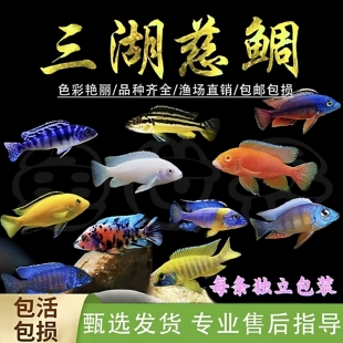 三湖慈鲷鱼杂雕鱼马雕坦雕凶猛淡水观赏鱼小型热带观赏鱼好养耐活