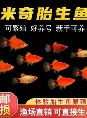 红米奇鱼观赏鱼胎生月光鱼玛丽鱼活体热带淡水鱼生小鱼易存活鱼苗
