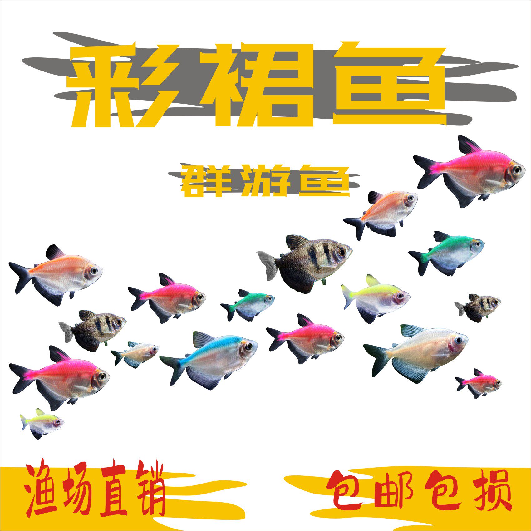 彩裙鱼 斑马鱼 热带鱼淡水观赏鱼五彩染色小型鱼草缸群游鱼天使鱼