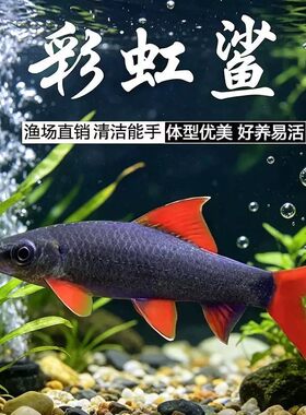 彩虹鲨工具鱼清道夫吃残饵