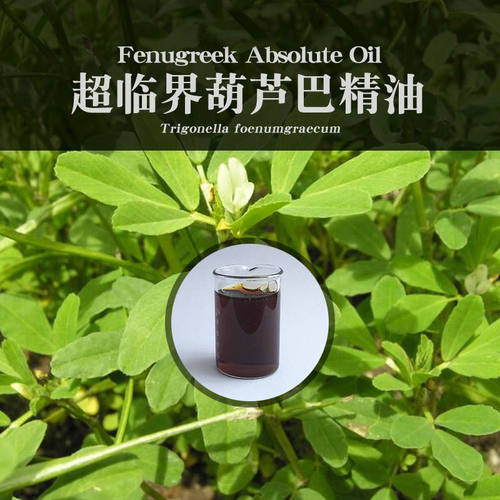 柔续®印度超临界葫芦巴精油10mlCO2萃取疗美容院spa芳疗会所用