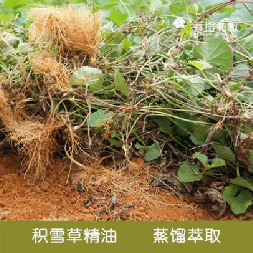 柔续®积雪草单方精油5ml舒敏修护净白调理痘肌植物香薰护肤按摩