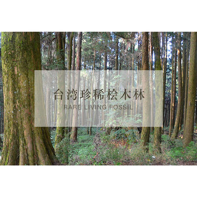 真正台湾阿里山老桧木单方精油10ml黄桧香薰疗愈力强驱蚊止痒扁柏