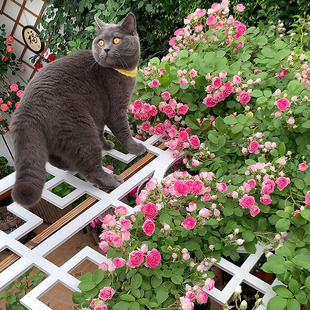 节开花盆栽 藤本大苗多头开花勤多季 胭脂扣月季 猪猪玫瑰园