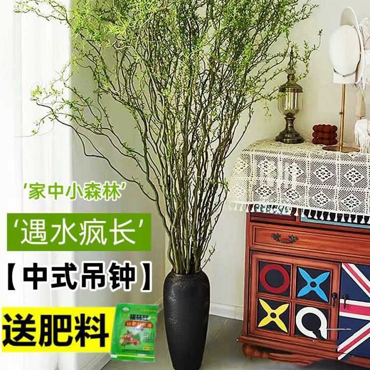龙柳鲜枝水培植物枯木逢春客厅绿植物花卉室内盆栽好养活干支雪柳