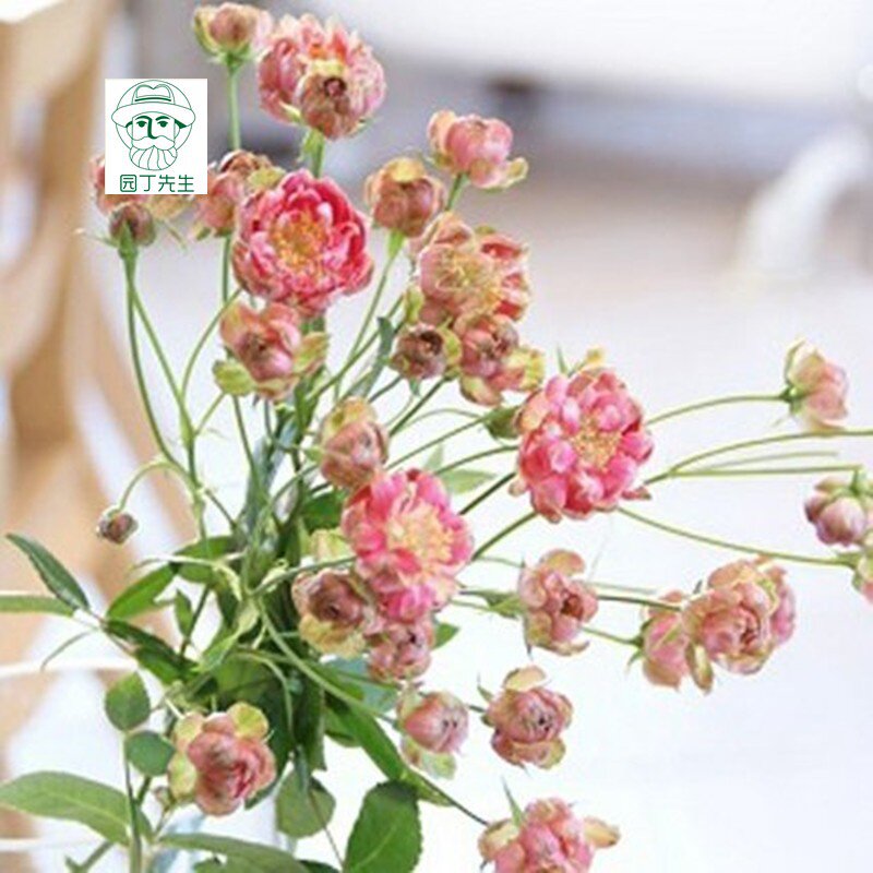 新品小萝卜月季花苗红闪电多花月季多头微型玫瑰四季i开花阳台盆