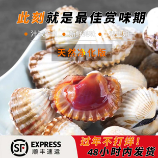 三门发货海鲜温州乐清柳市翁垟血哈花蛤 血蛤 鲜甜肉厚美味活蛤