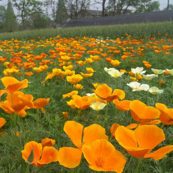 花菱草种子四季种易活花种子耐寒多年生宿根花籽庭院室外阳台盆栽