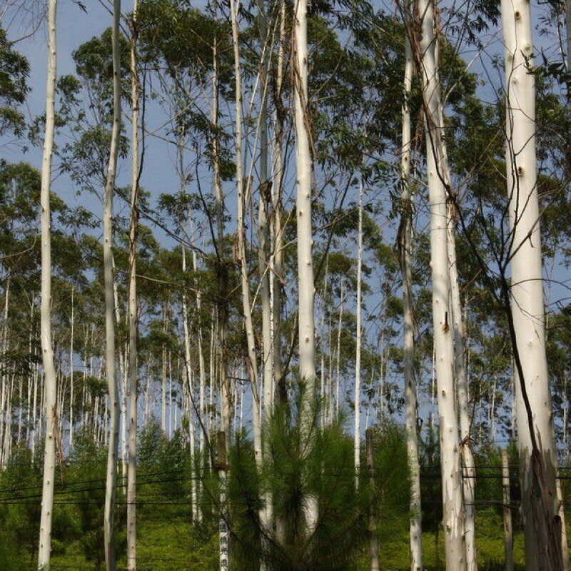 桉树种子尾叶巨桉蓝桉杏仁桉澳大利亚大小叶桉速生桉树尤加利树籽