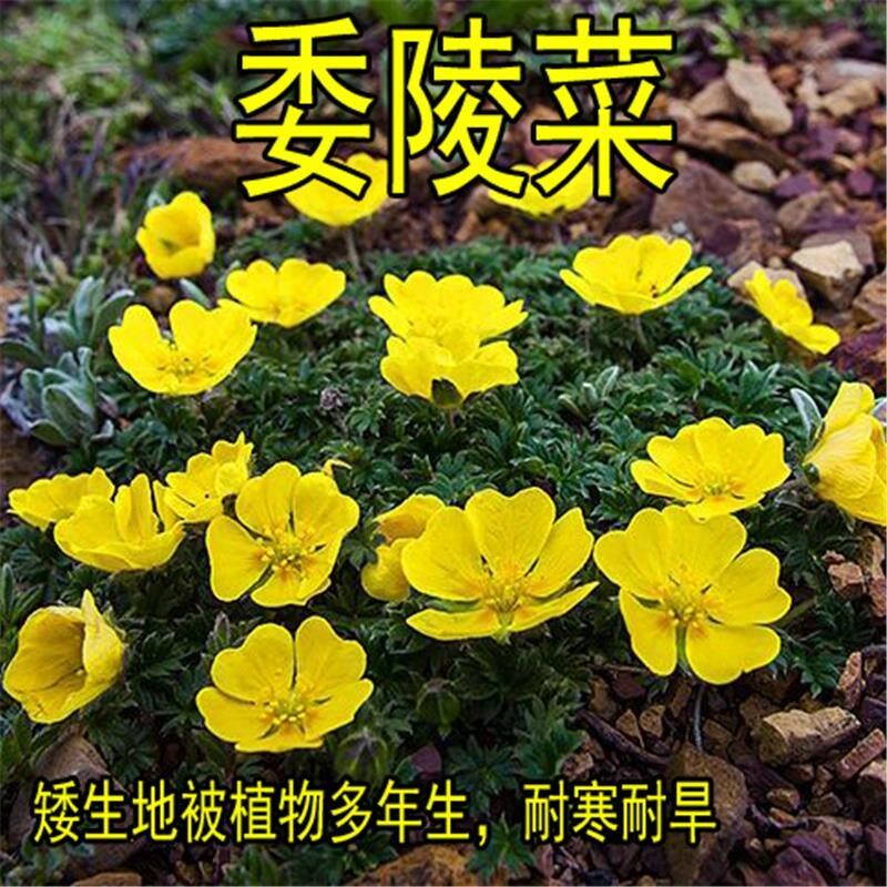 委陵菜种子白头翁 蛤蟆草种子庭院多年生景观地被植物耐寒耐阴