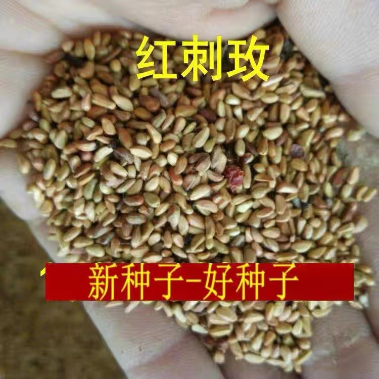 多花蔷薇种子日本无刺蔷薇嫁接玫瑰藤本月季红刺玫黄刺玫种子