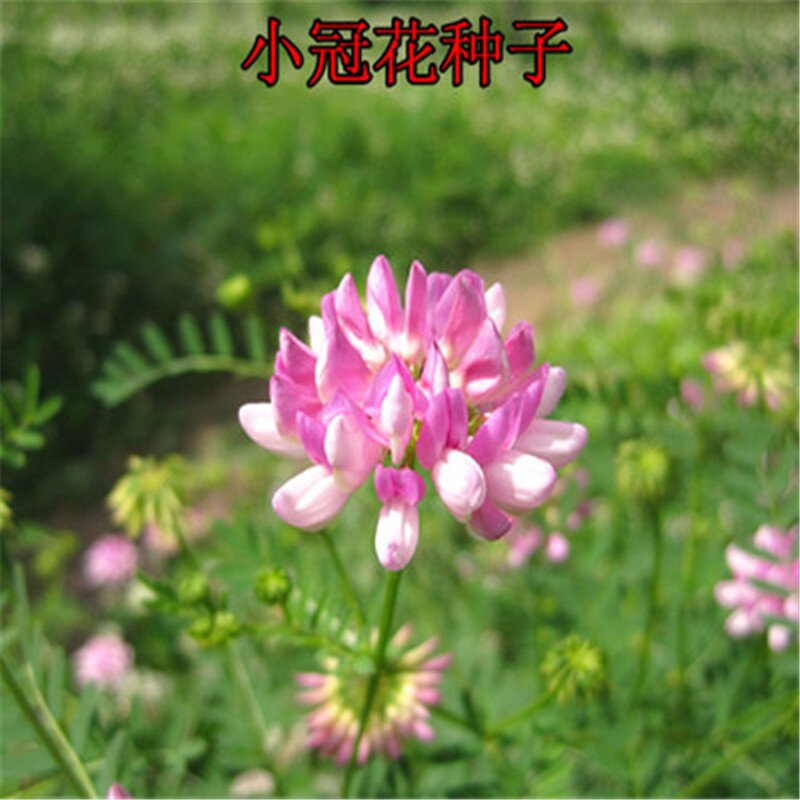 小冠花种子多变护坡固土花卉绿化工程地被植物庭院四季播易成活