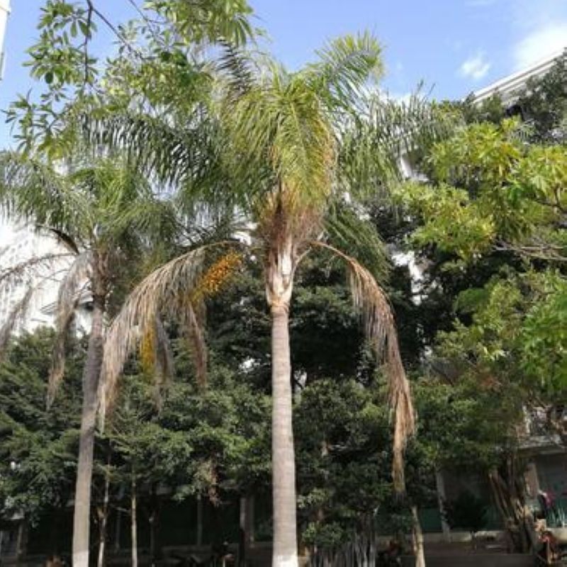 散装金山葵种子皇后葵果实可食庭院观赏树紫金鼠菩提文玩菩提原料