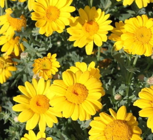 日光菊种子 多年生宿根黄色菊花种子 当年开花 春夏播种 耐寒耐旱