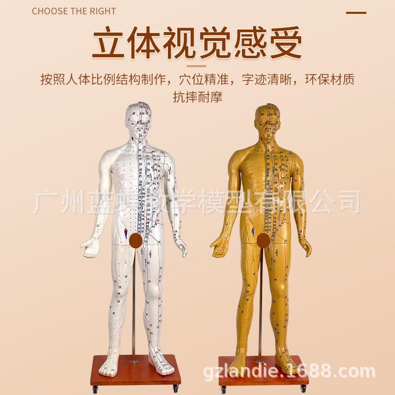 1灸70CM人体针模型针灸人模型18cm中医经络穴位模7型铜穴位清晰