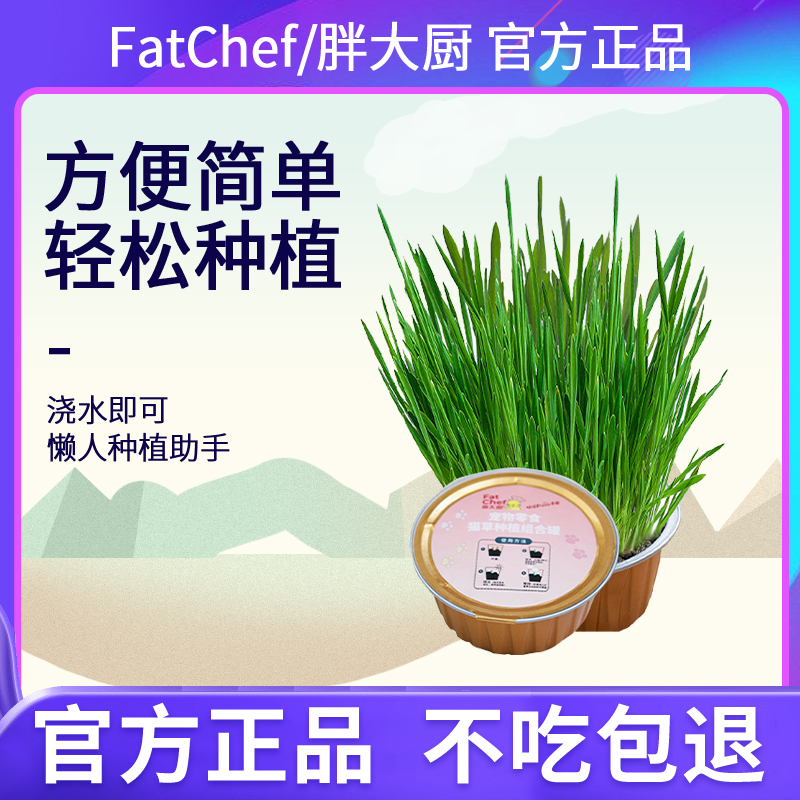 猫草盆栽浇水即可生长猫草去毛球