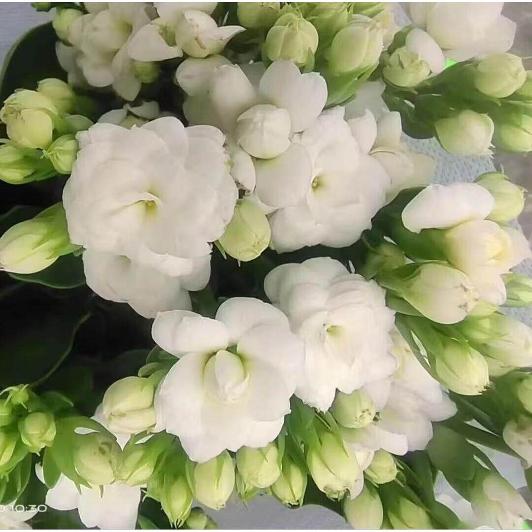 白色长寿花重瓣格雷塔白鲸白雪斯拉单瓣宝琳冰岛带花苞