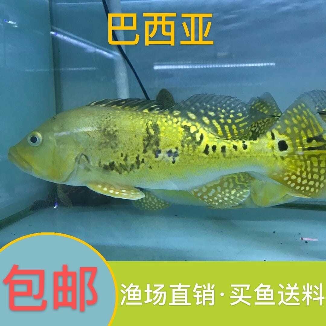 清远古龙鱼庄价格表(广东清远古龙渔庄图片) 巴西亚鱼苗