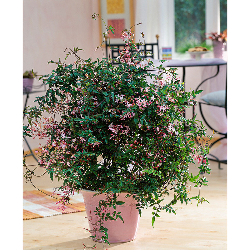 素馨花 鸡爪花丁香花多年生木本盆栽阳台庭院花卉植物爬藤包邮