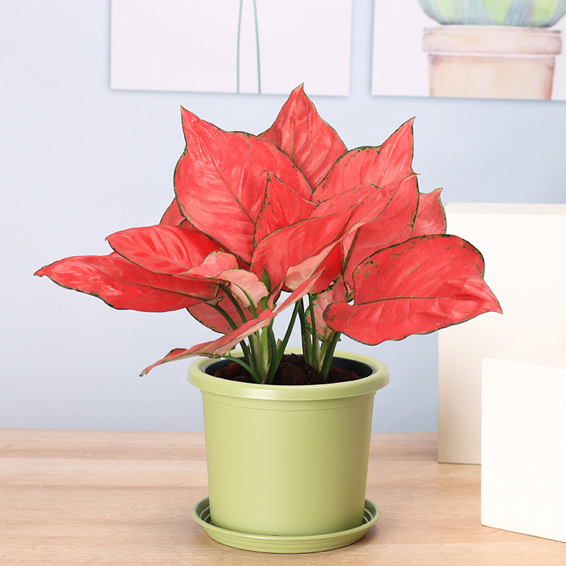 吉利中国红盆栽红叶子万年红室内花卉万年青可水培好养办公室植物