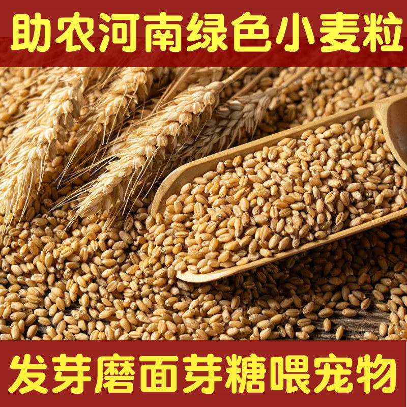 5斤新小麦粒农家自产做麦芽糖发芽猫草发芽种子带皮麦子磨面酿酒