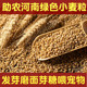 5斤新小麦粒农家自产做麦芽糖发芽猫草发芽种子带皮麦子磨面酿酒