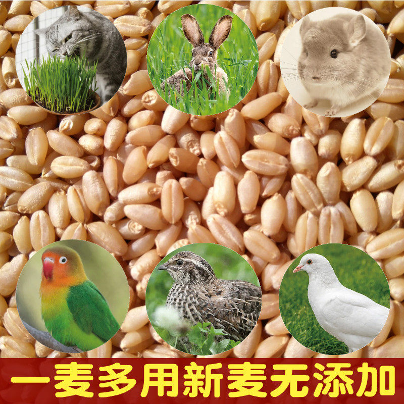 猫草发芽自种天然种子小麦草种子营养丰富发芽率高可分装草籽绿植