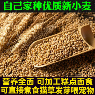 5斤新小麦粒农家自产做麦酱麦芽糖猫草发芽种子带皮麦子喂鸡鸽鸟