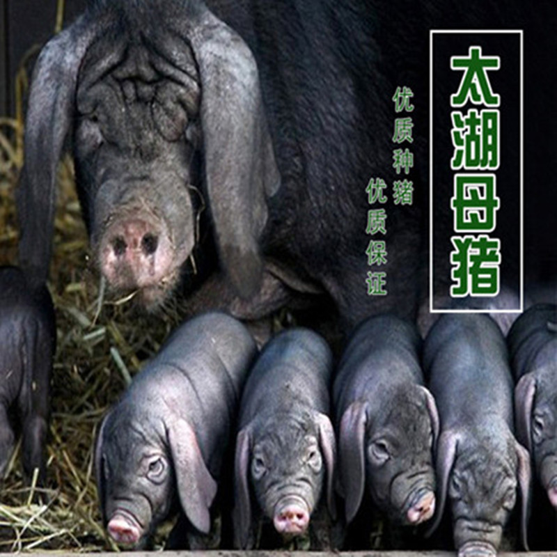 原种太湖母猪小猪仔活苗二元母猪长白母猪苏太母猪育肥猪仔活苗.