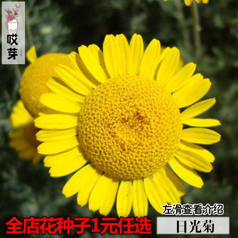 日光菊种子30粒装 赛菊芋 观花植物 四季庭院阳台盆栽花卉种子
