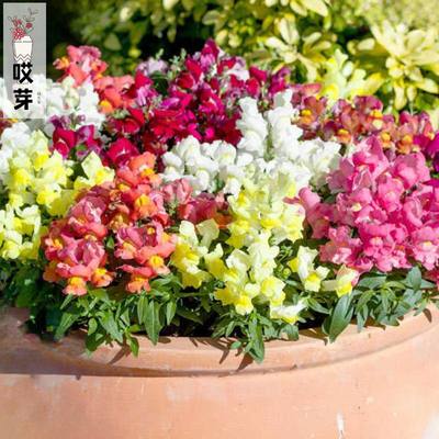 进口矮生金鱼草种子 锦绣系列 混色 四季阳台庭院盆栽花卉鲜花