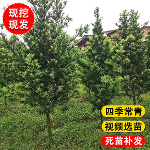 常青罗汉松可做盆景树桩庭院阳台植物花卉盆栽绿植 罗汉松树苗四季