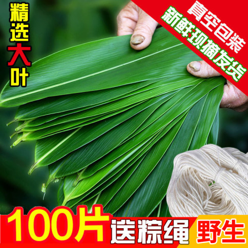 新鲜大号100片真空叶子