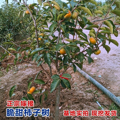 柿子树苗灯笼柿水晶柿树磨盘柿子台湾脆甜柿南北方种植黑柿子果树