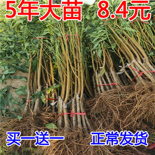 桃树果苗嫁接地栽新品种黄桃树苗南北方种植早熟特大冬桃水蜜桃苗