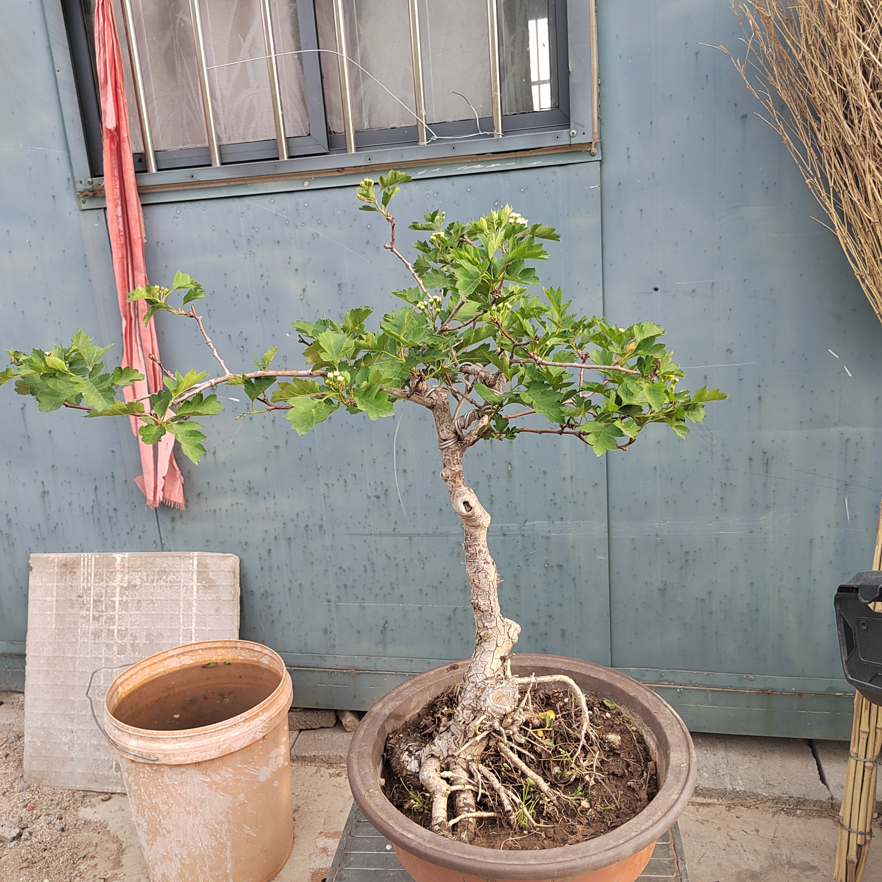 山楂小老桩盆栽一物一拍