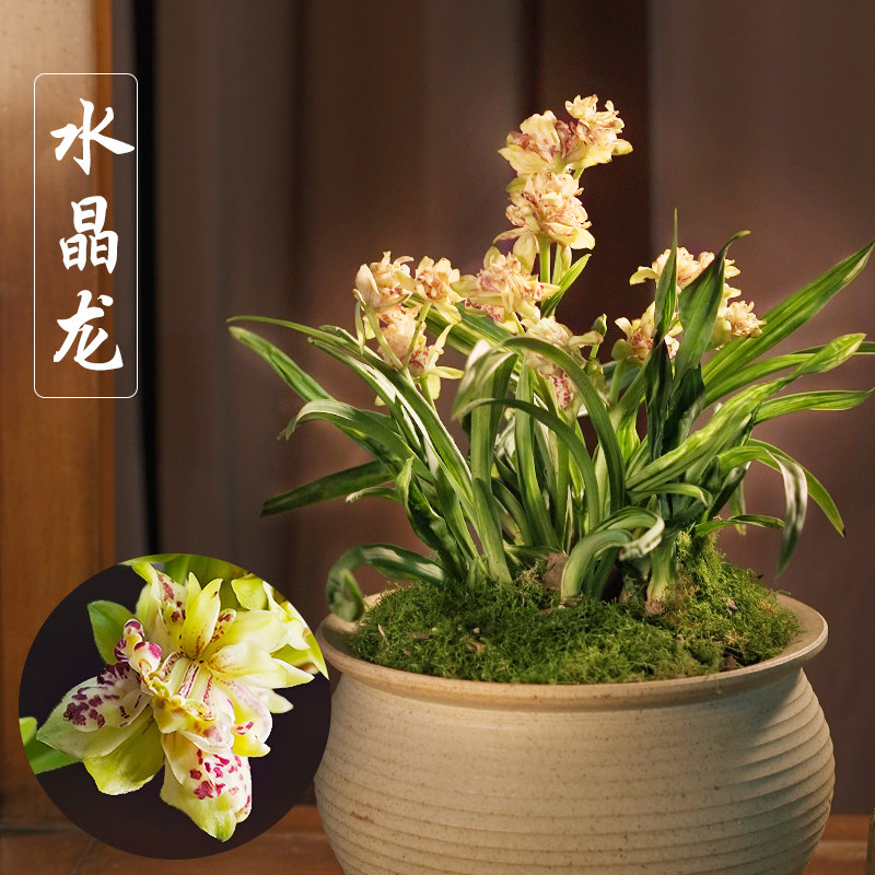 建兰水晶龙名贵浓香矮种兰花带花苞阳台茶几客厅室内花卉绿植盆栽