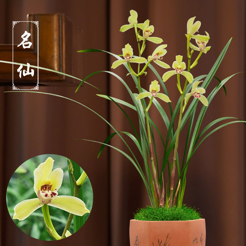 建兰名仙兰花苗浓香型夏带花苞兰花茶几庭院阳台客厅绿植盆栽好养
