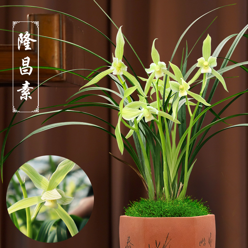 春剑素心兰隆昌素兰花幽香型带花苞兰花苗客厅卧室阳台绿植摆件