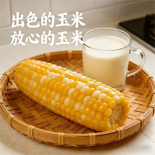 祁柒直播专属【耘米飘香】2025年东北寒地黑土花白糯玉米早餐代餐